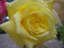 San Luis Rey rose photo