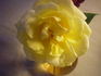 San Luis Rey rose photo