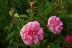 Oeillet panaché rose photo