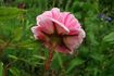 Oeillet panaché rose photo