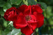 Tour Eiffel 2000 rose photo
