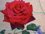 Night 'n' Day rose photo