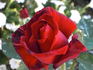 Night 'n' Day rose photo