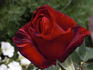 Night 'n' Day rose photo