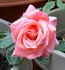 We Salute You ™ rose photo