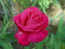 Stephanie Diane rose photo