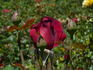 Sommerduft ® rose photo