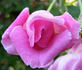 Isabella Skinner rose photo