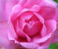 Isabella Skinner rose photo