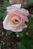 Queen Mab rose photo