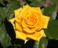 Golden Gate ® rose photo