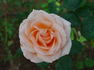 Just Peachy rose photo