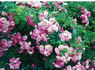 Sodenia rose photo