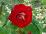 Canadian Sunset rose photo