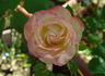 Cherry Freelander rose photo