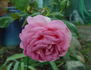 Pink Lustre rose photo