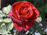 Night 'n' Day rose photo