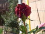 Night 'n' Day rose photo