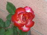 Donna Darlin' rose photo