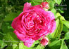 Bacchante rose photo