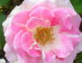 Gracie Allen rose photo