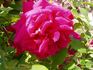 Comtesse Maria Henrietta rose photo