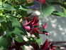 Gravetye Beauty clematis photo