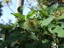 Gravetye Beauty clematis photo