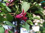 Gravetye Beauty clematis photo