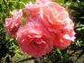 Papillon Rose rose photo