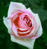 Kate Rainbow rose photo