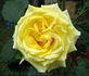 Roberta Bondar rose photo
