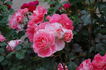 Céline Delbard ® rose photo