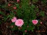 Ashamed Fairy rose photo