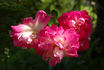 Scarman's Crimson China rose photo