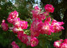 Scarman's Crimson China rose photo