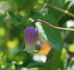 Addisonii clematis photo