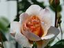 Kaiser von Lautern rose photo