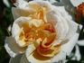 Kaiser von Lautern rose photo