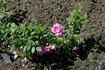 Felix Leclerc rose photo
