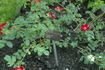 Red Max Graf rose photo