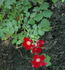 Red Max Graf rose photo