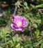 Athabasca rose photo