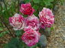 Zebra rose photo