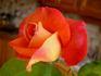 Court Jester rose photo