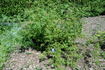 R. prattii rose photo