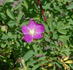 R. prattii rose photo