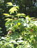 R. sherardii rose photo