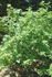 R. sherardii rose photo