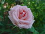 Cinderella rose photo
